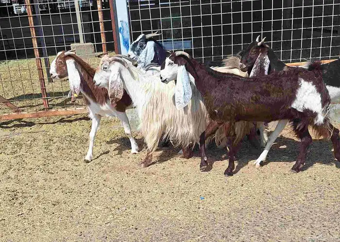 معزا مشاريك العدد 8 دفيع للقناي منايح 20