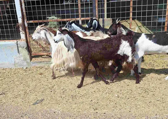 معزا مشاريك العدد 8 دفيع للقناي منايح 18