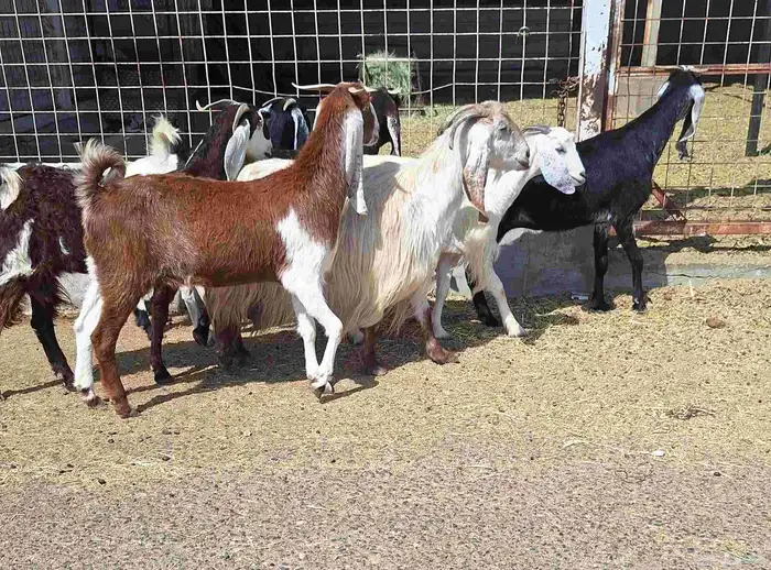 معزا مشاريك العدد 8 دفيع للقناي منايح 1