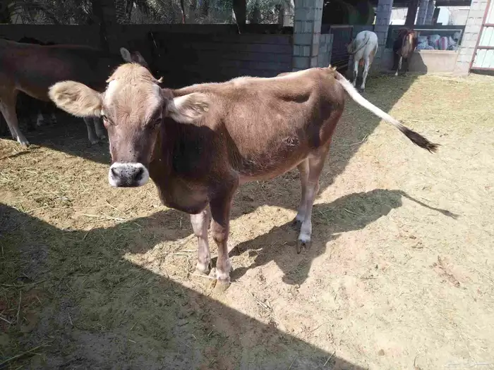 بقره للبيع لحم بكر ماولدت 0