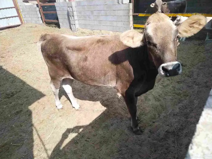 بقره للبيع لحم بكر ماولدت 1