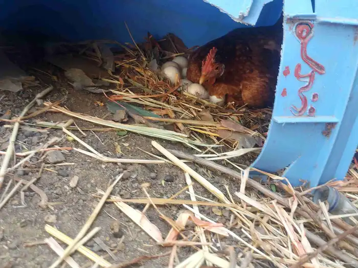 دجاج بلدي الصحة ممتازه العدد 7 للبيع لا يوجد توصيل 0