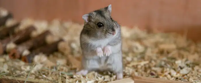 هامستر روسي قزم 0