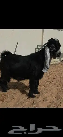 جذع عارضي خصصصم 1