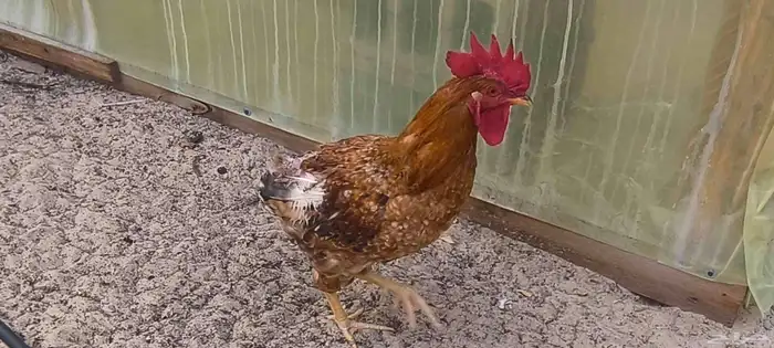 ديوك لوهمان للبيع 1