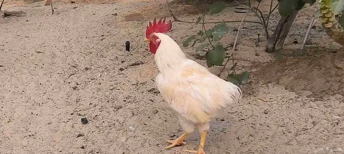 ديوك لوهمان للبيع 0