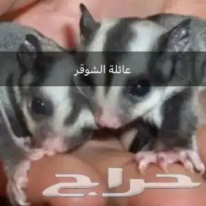 سنجاب 0