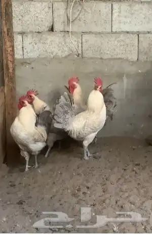 ديك فيومي جولد 0