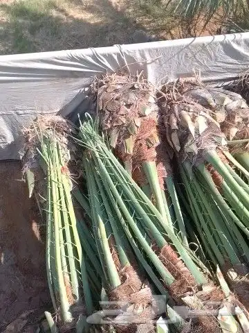 فسائل خلاص وصقعي وغيرها للبيع 3