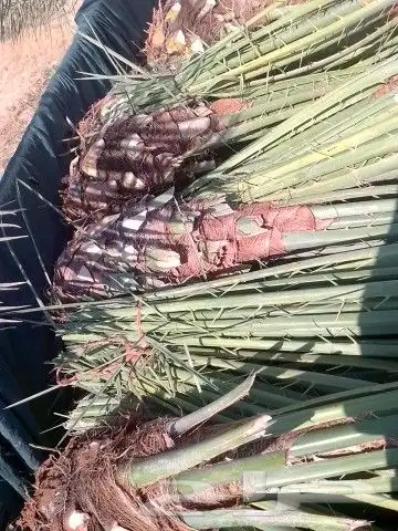 فسائل خلاص وصقعي وغيرها للبيع 0