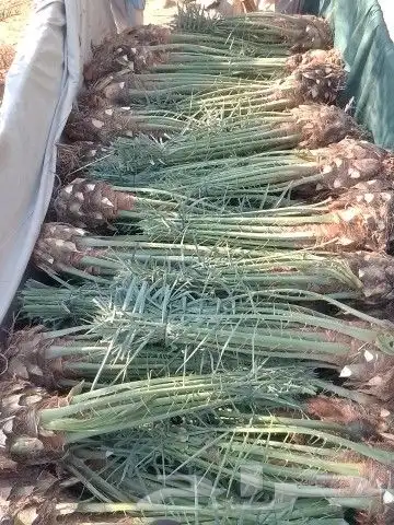 فسائل خلاص وصقعي وغيرها للبيع 8