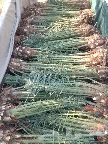 فسائل خلاص وصقعي وغيرها للبيع 6