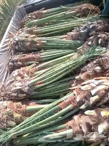 فسائل خلاص وصقعي وغيرها للبيع 1