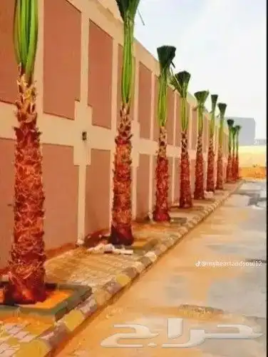 نخل واشنطني درجه اولى 3