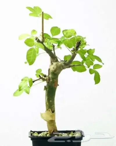 شتلات بشام  للييع 0