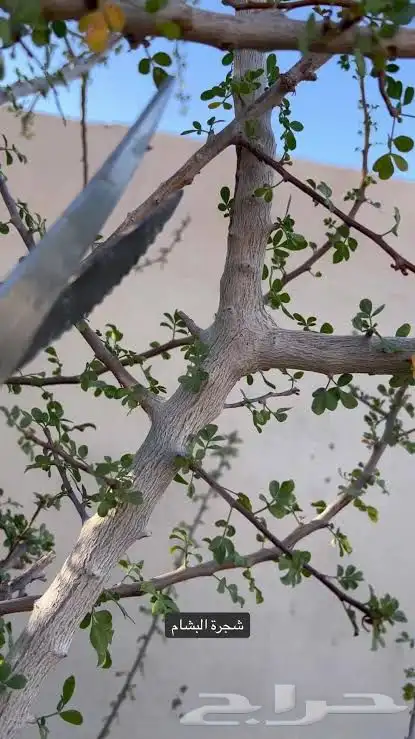 شتلات بشام  للييع 3