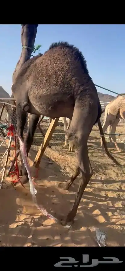 قعدان مقفله شحم وبكار 2