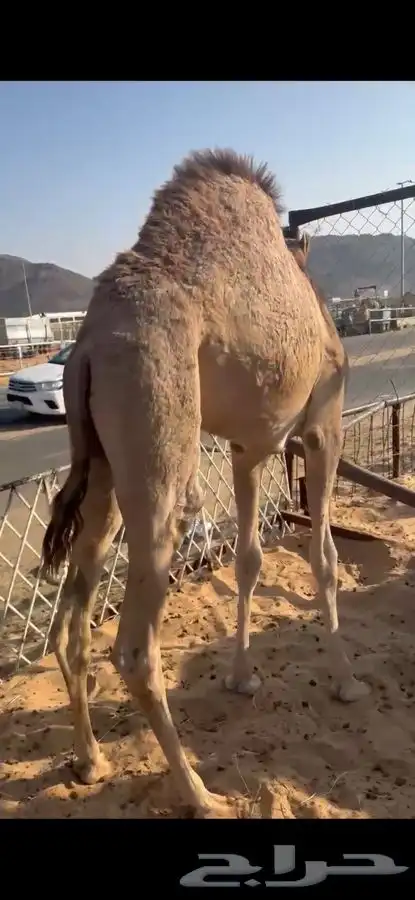 قعدان مقفله شحم وبكار 1