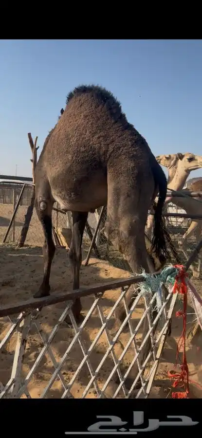 قعدان مقفله شحم وبكار 0