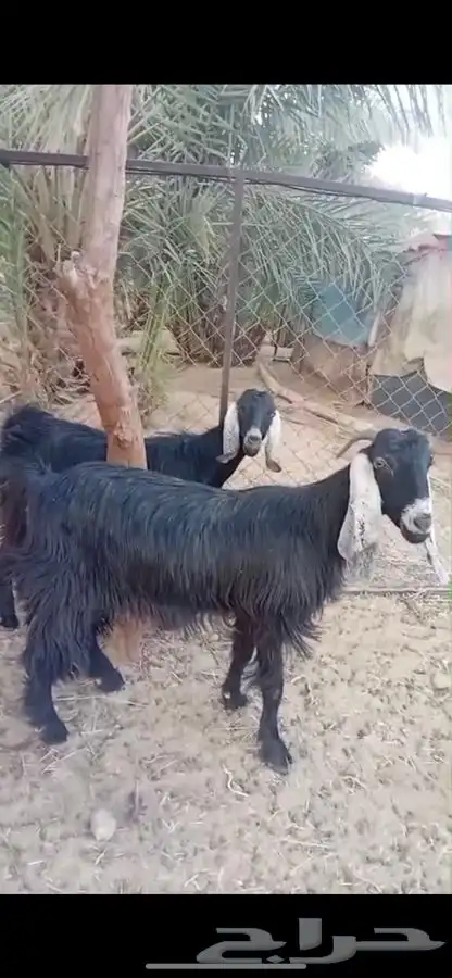 معزاء دفيع وحده ثنيه وحده جذعه 3