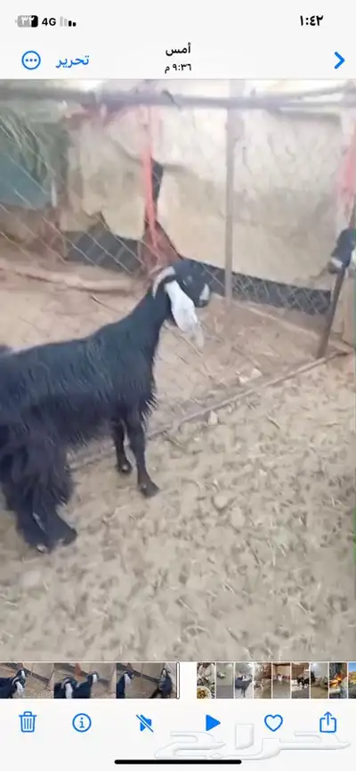 معزاء دفيع وحده ثنيه وحده جذعه index