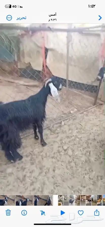 معزاء دفيع وحده ثنيه وحده جذعه 2