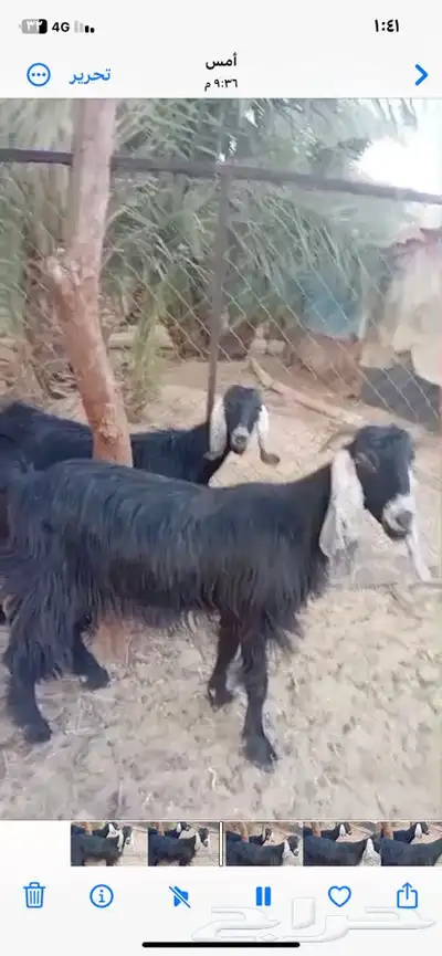 معزاء دفيع وحده ثنيه وحده جذعه index