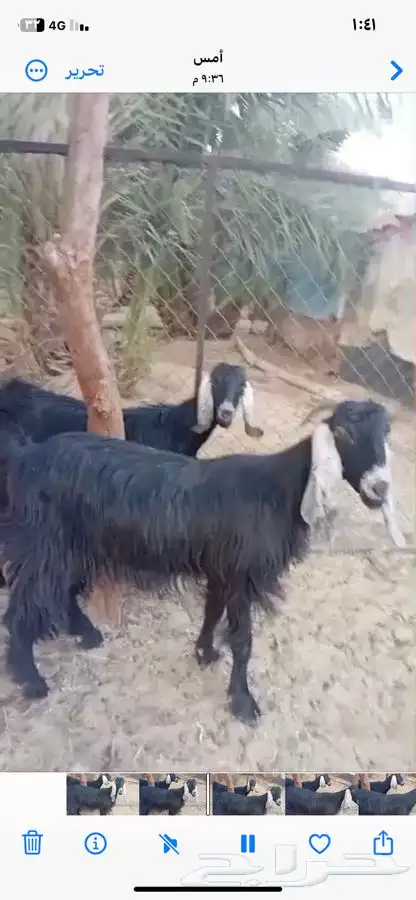 معزاء دفيع وحده ثنيه وحده جذعه 0