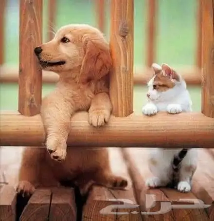 توصيل حيوانات اليفه الدمام الرياض القصيم حايل المدينه والعكس 0