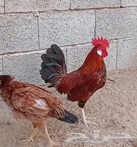 ديك بلدي فاخر 0