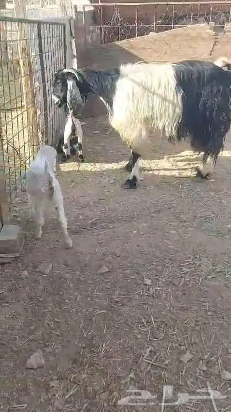 للبيع عنز مشروكة فاخرة تحتها 2 0