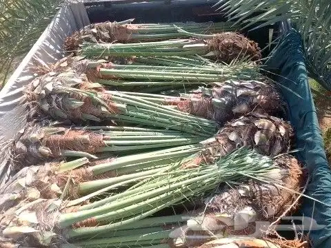 فسائل خلاص وصقعي وغيرها للبيع 4