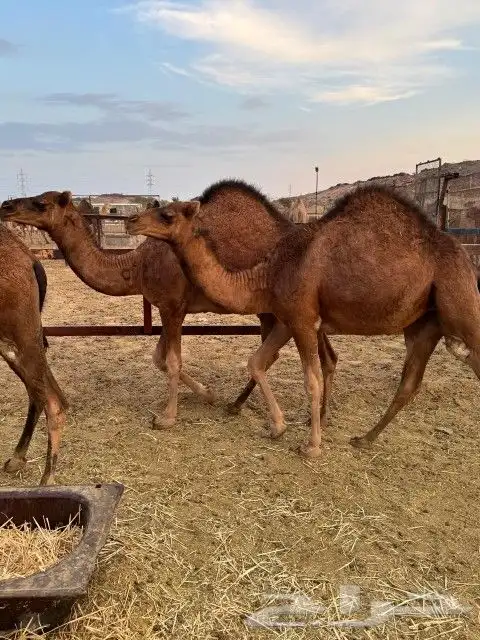 بكار عوادي حمر 5