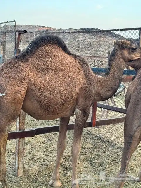 بكار عوادي حمر 12