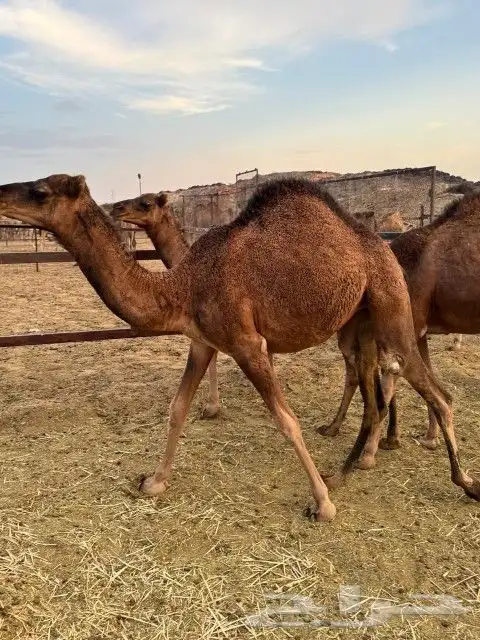 بكار عوادي حمر 4