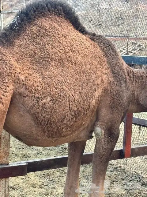 بكار عوادي حمر 13