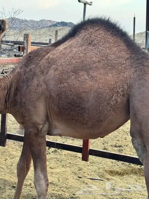 بكار عوادي حمر 10