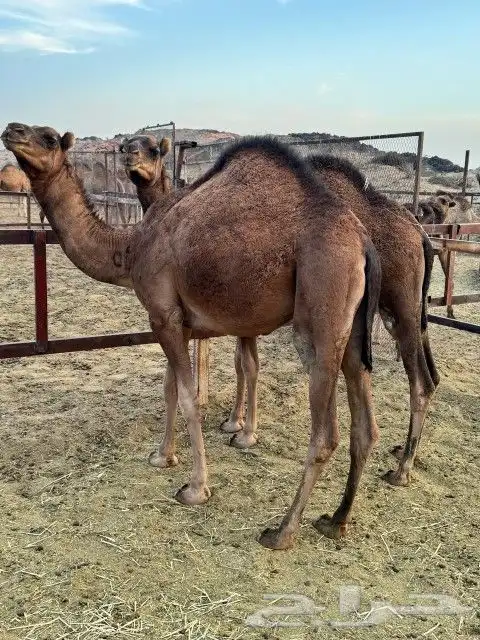 بكار عوادي حمر 14