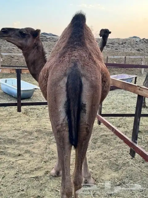 بكار عوادي حمر 1