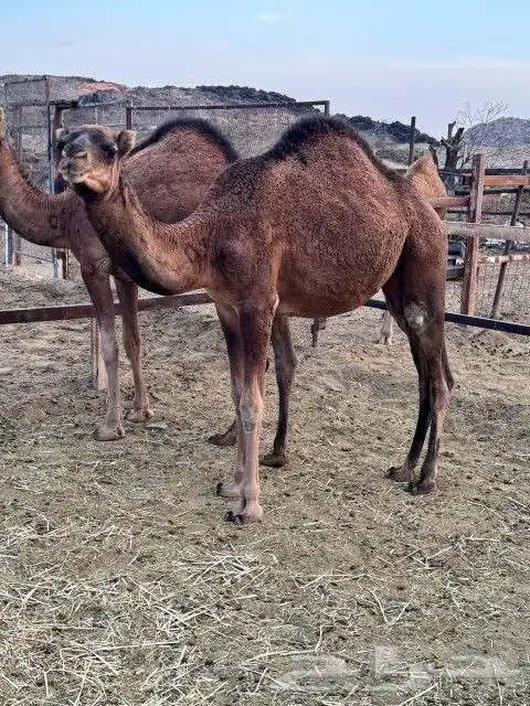 بكار عوادي حمر 6