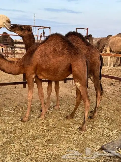 بكار عوادي حمر 7