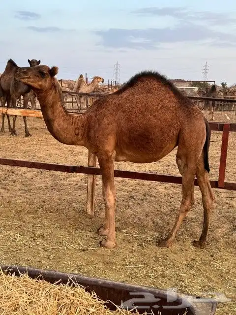 بكار عوادي حمر 3