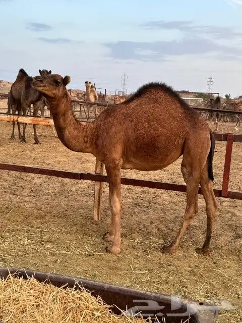 بكار عوادي حمر 2