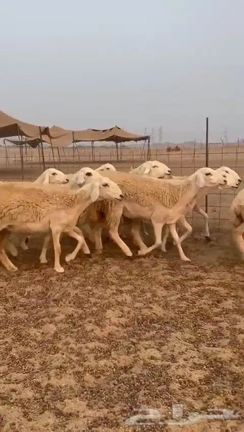 رخال حريات طيبه ضغط عالي صنف درجة اولى عددها 30 تحتها 1 6