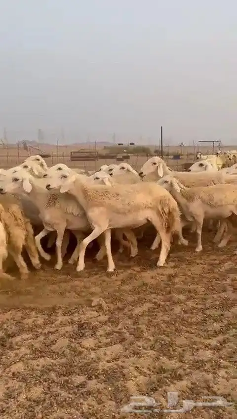 رخال حريات طيبه ضغط عالي صنف درجة اولى عددها 30 تحتها 1 4