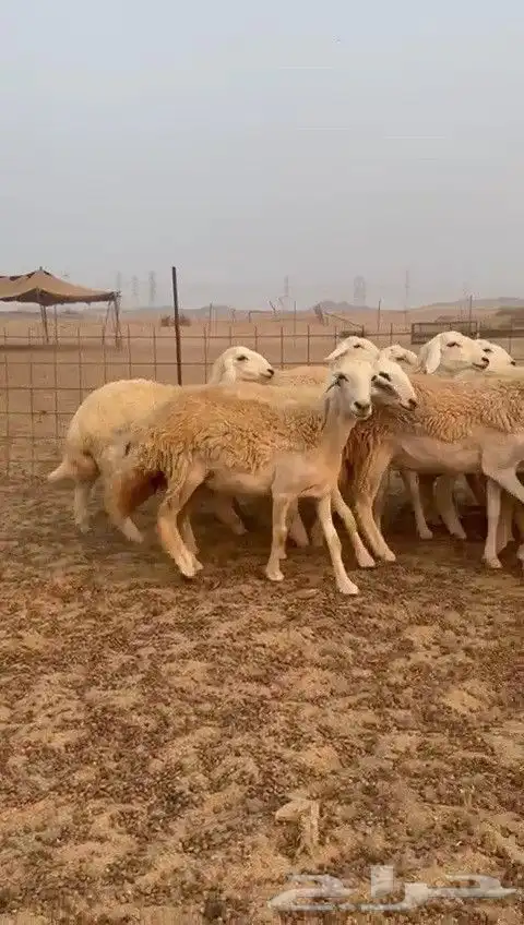 رخال حريات طيبه ضغط عالي صنف درجة اولى عددها 30 تحتها 1 5