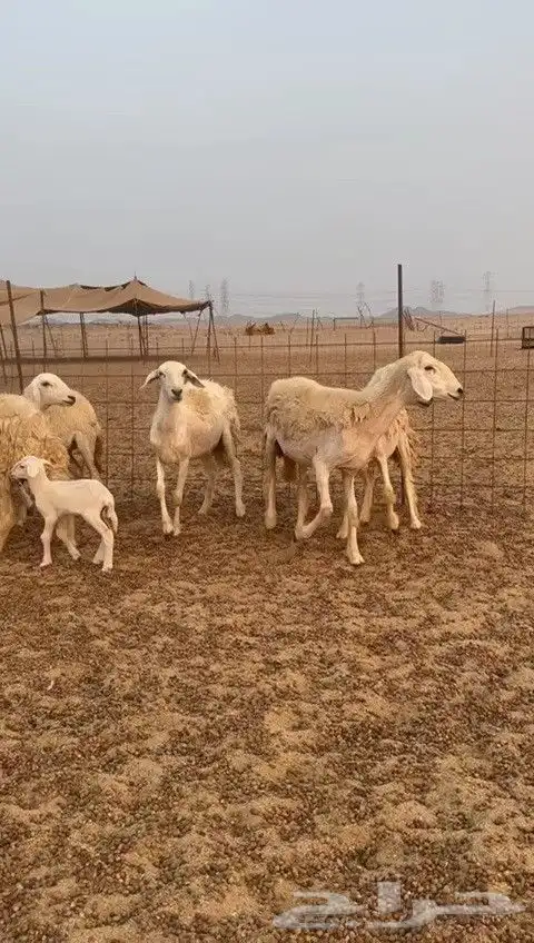 رخال حريات طيبه ضغط عالي صنف درجة اولى عددها 30 تحتها 1 1