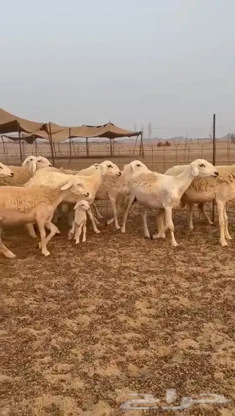 رخال حريات طيبه ضغط عالي صنف درجة اولى عددها 30 تحتها 1 0