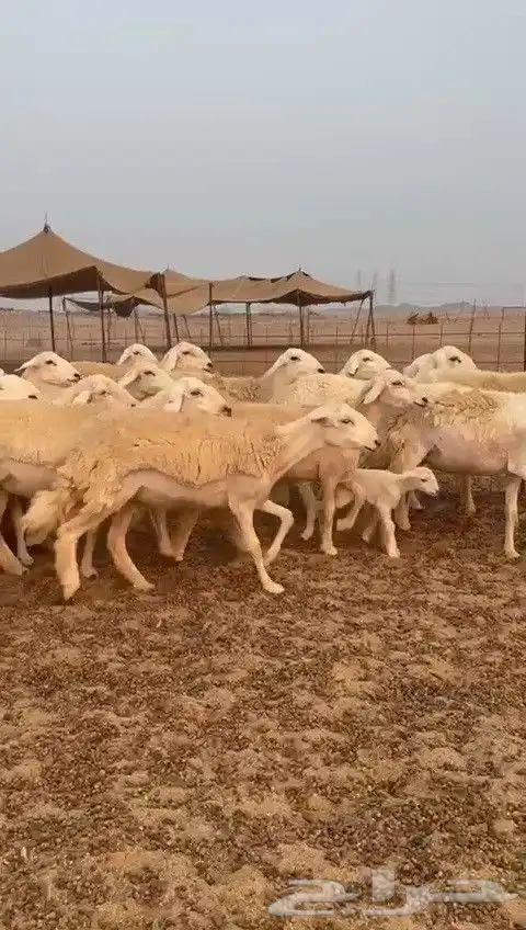 رخال حريات طيبه ضغط عالي صنف درجة اولى عددها 30 تحتها 1 2