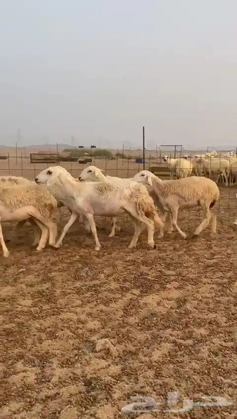 رخال حريات طيبه ضغط عالي صنف درجة اولى عددها 30 تحتها 1 3